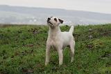 PARSON RUSSEL TERRIER 229